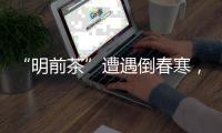 “明前茶”遭遇倒春寒	，浙南受灾最严重