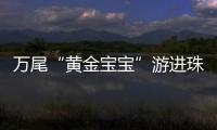 万尾“黄金宝宝”游进珠海！明年或将实现本土繁育