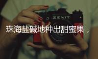 珠海盐碱地种出甜蜜果�，甜度接近天花板！