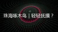 珠海啄木鸟｜轻轻抚摸
	？肢体接触
？零容忍	！勇敢向职场性骚扰说“不”！