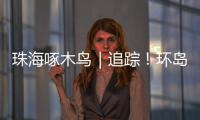 珠海啄木鸟｜追踪
！环岛车辆“打架”，珠海交警启用新方案→