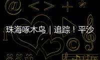 珠海啄木鸟｜追踪
！平沙新城公交车站候车亭开工啦