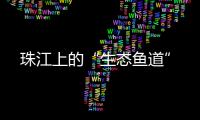 珠江上的“生态鱼道”