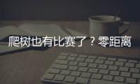 爬树也有比赛了？零距离看运动员争战“椰树之巅”