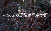 神农架发现稀有昆虫类群，在中国首次记录	，全球已知仅5种