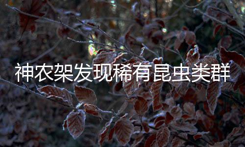 知仅种它的神农前足暗黄色