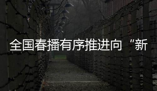 玉米秧苗整洁栽入土壤