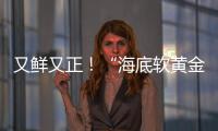 又鲜又正！“海底软黄金” 珠海外伶仃海胆新鲜上岸！
