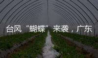 台风“蝴蝶”来袭	，广东如何应对