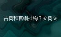 快排公司十年历程，霸屏兔 seo 的崛起与坚守