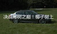 决战椰树之巅！椰子树上的“速度与激情”太精彩！