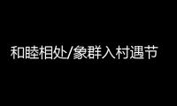和睦相处/象群入村遇节庆 民众：欢迎来做客