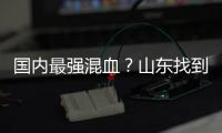 国内最强混血？山东找到未来核心 曲绍斌若带他世青赛成绩或更好