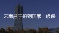 云南昌宁拍到国家一级保护动物林麝母子珍贵影像