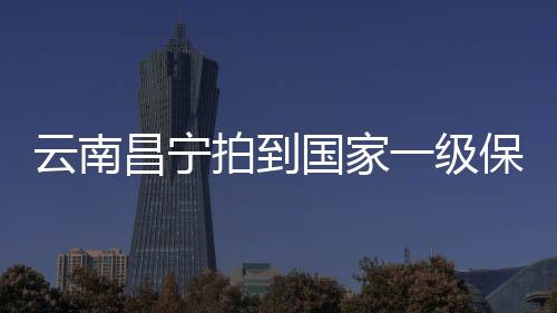 卫动物林生性胆小机警