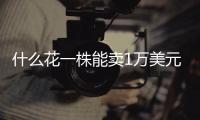 什么花一株能卖1万美元
，还能吃？