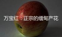 快排公司十年历程，霸屏兔 seo 的崛起与坚守