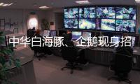 中华白海豚
、企鹅现身招聘会 珠海“招才吉祥物”好吸睛 吸引求职者争相合影
