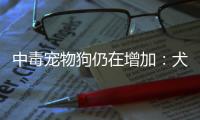 中毒宠物狗仍在增加�：犬主标注防毒地图	，警方介入调查