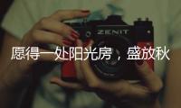 愿得一处阳光房�，盛放秋日的美好时光!
