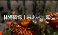 林海情缘丨来米林，逛一逛“春风桃夭宴” 

	！