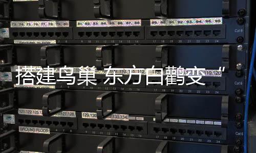今年繁殖雏鸟120巢324只