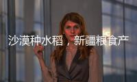 沙漠种水稻
，新疆粮食产量赶超江西辽宁，背后是一场惊天巨变
