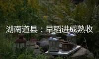 湖南道县：早稻进成熟收割季