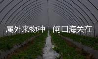 属外来物种！闸口海关在拱北口岸截获72只活体蟹