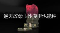 逆天改命�！沙漠里也能种出“吨粮田”