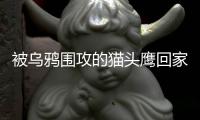 被乌鸦围攻的猫头鹰回家了