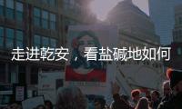 走进乾安	，看盐碱地如何被炼成“肥田”