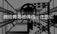 快排公司十年历程，霸屏兔 seo 的崛起与坚守