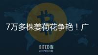 7万多株姜荷花争艳！广州白云第三届姜荷花文化节本周五开幕