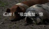 i口岸丨“吸血鬼蟹”惊现拱北口岸�！170只"异形生物"偷渡被抓